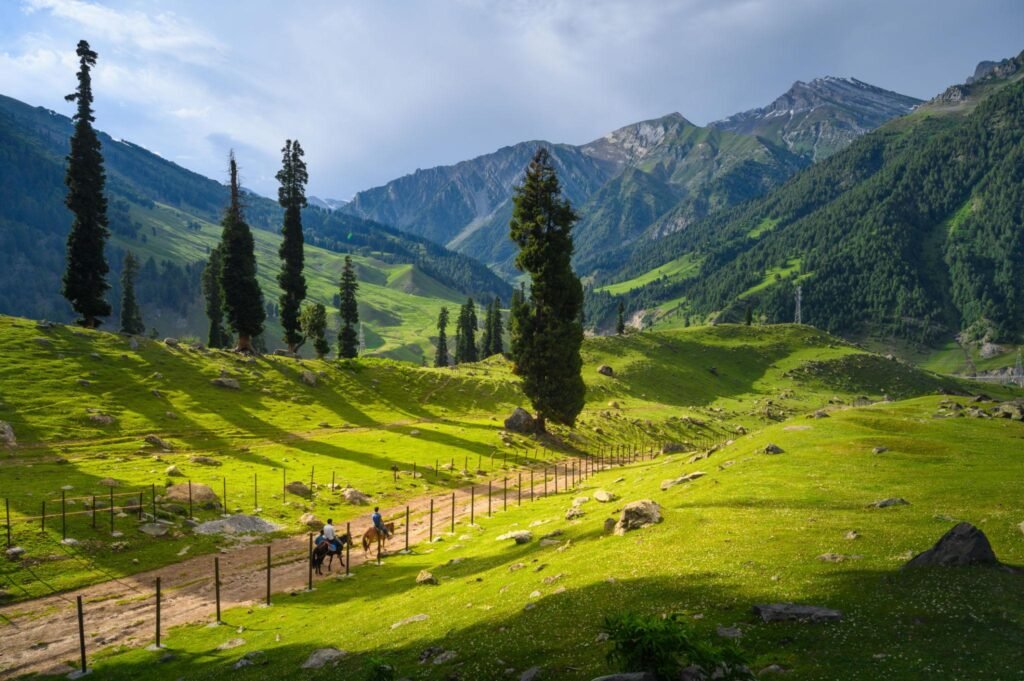 Sonamarg Meadow of Gold